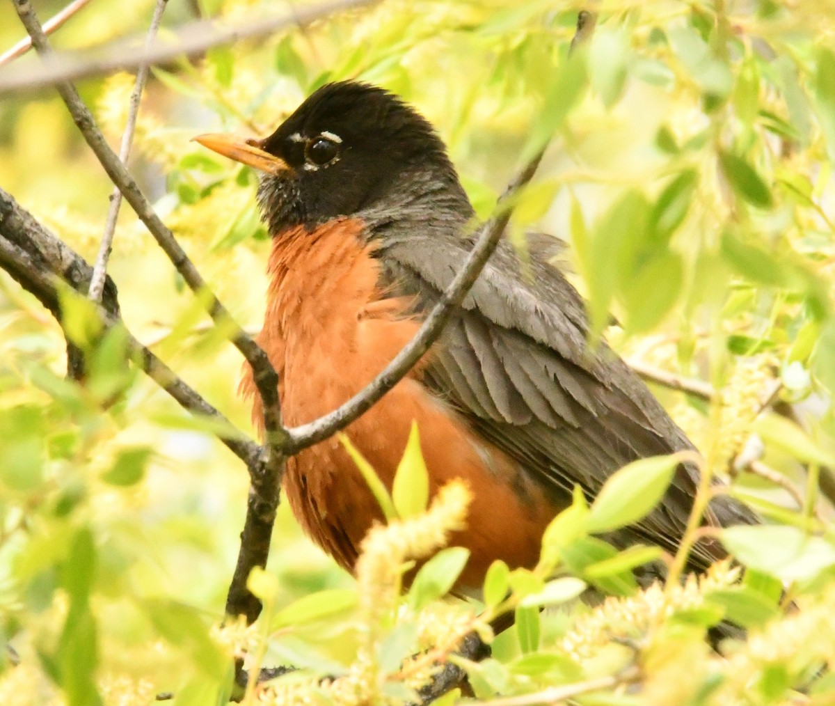 American Robin - ML343259841