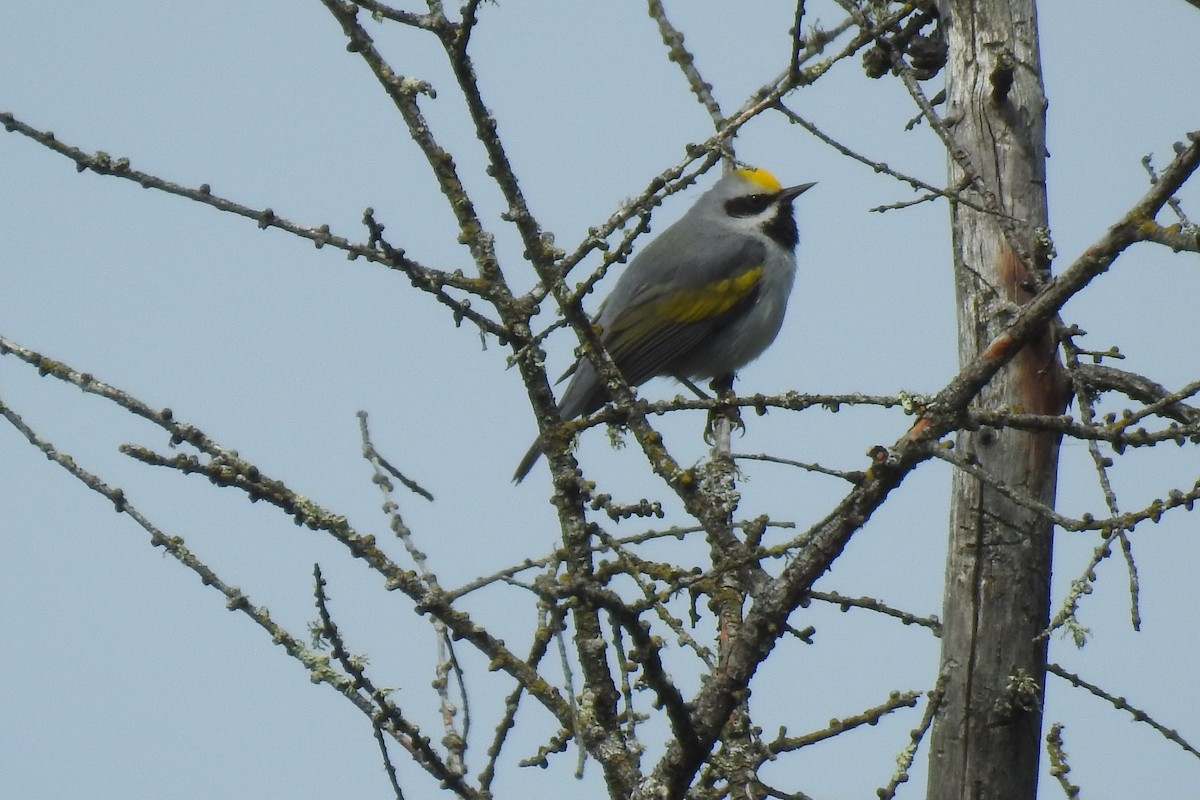 Golden-winged Warbler - Dan Belter