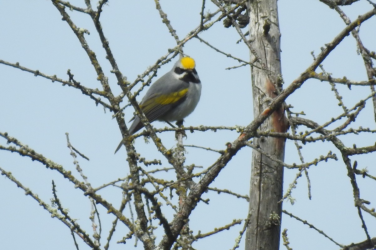 Golden-winged Warbler - Dan Belter