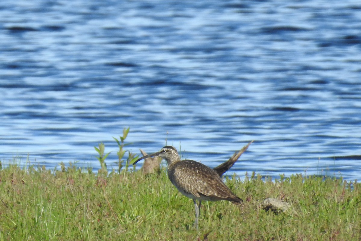 Regenbrachvogel - ML343260681