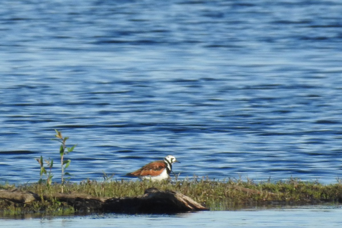 Ruddy Turnstone - ML343260881