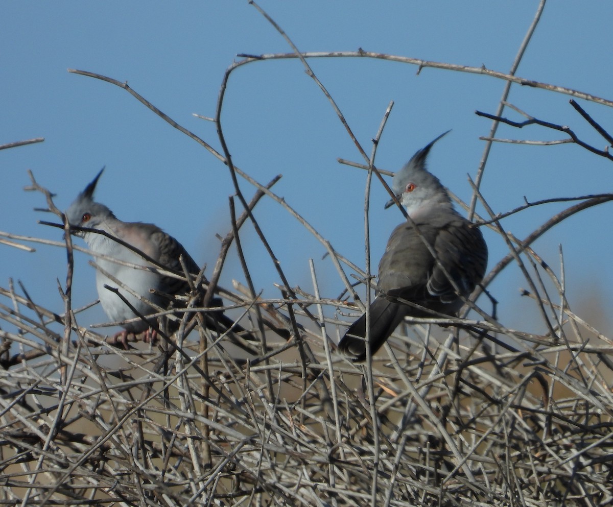 Crested Pigeon - ML343261431