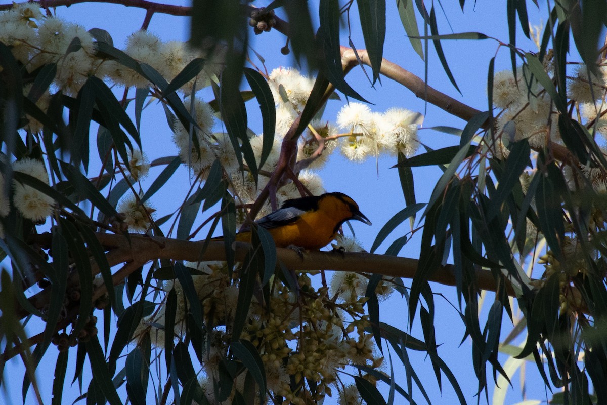 Bullock's Oriole - Gaurav Manglik