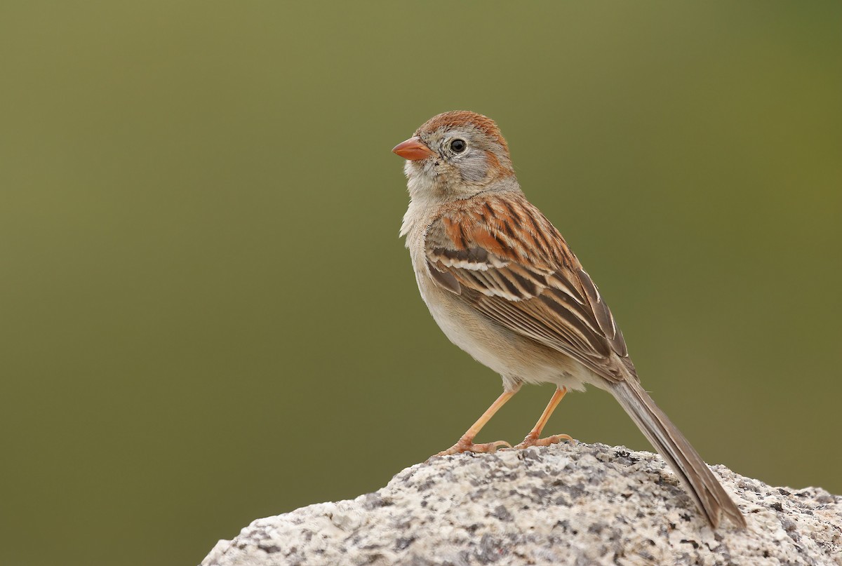 Field Sparrow - ML343262751