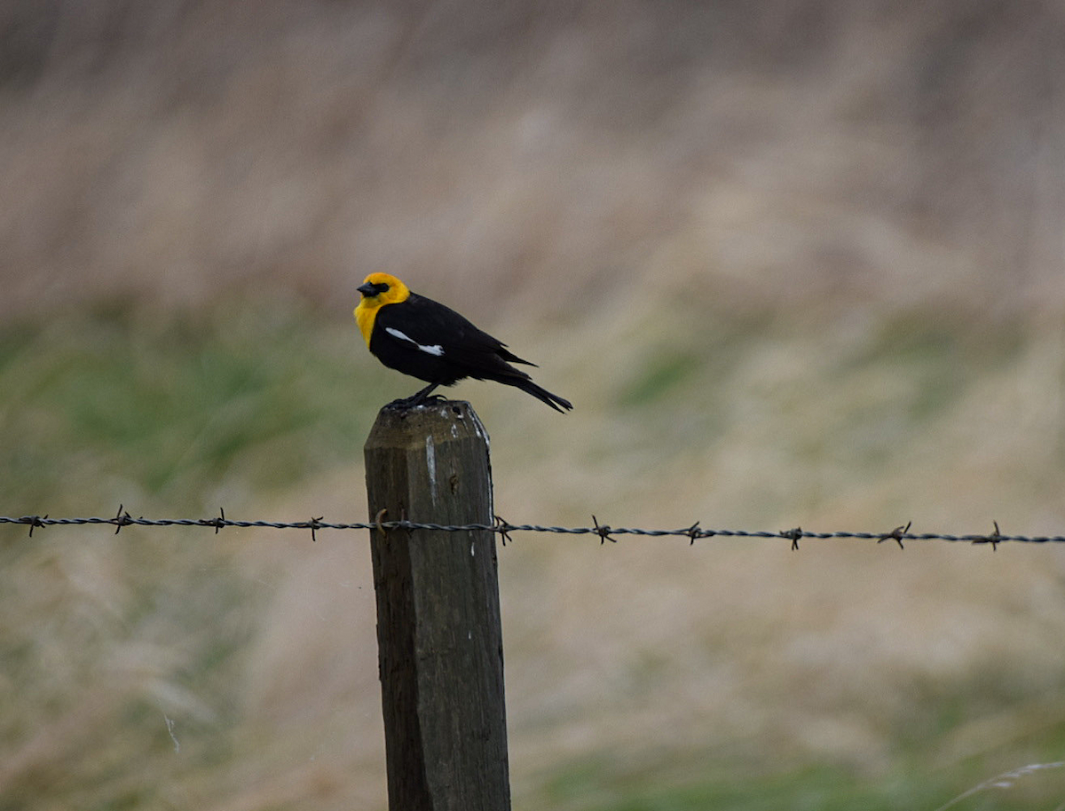 Yellow-headed Blackbird - ML343263311