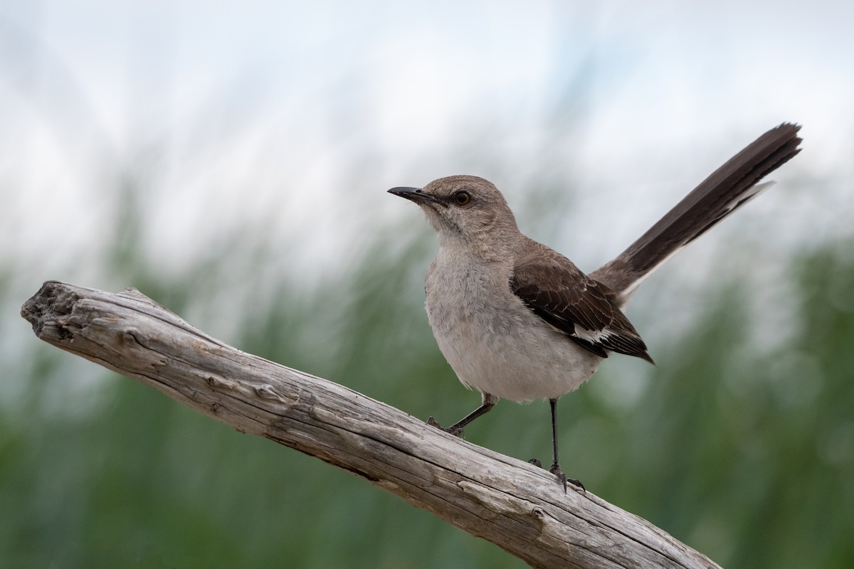 Northern Mockingbird - ML343264041