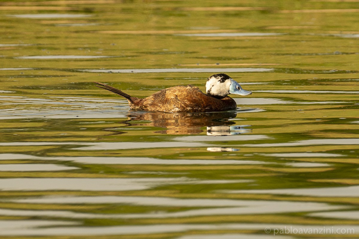 White-headed Duck - Pablo Avanzini