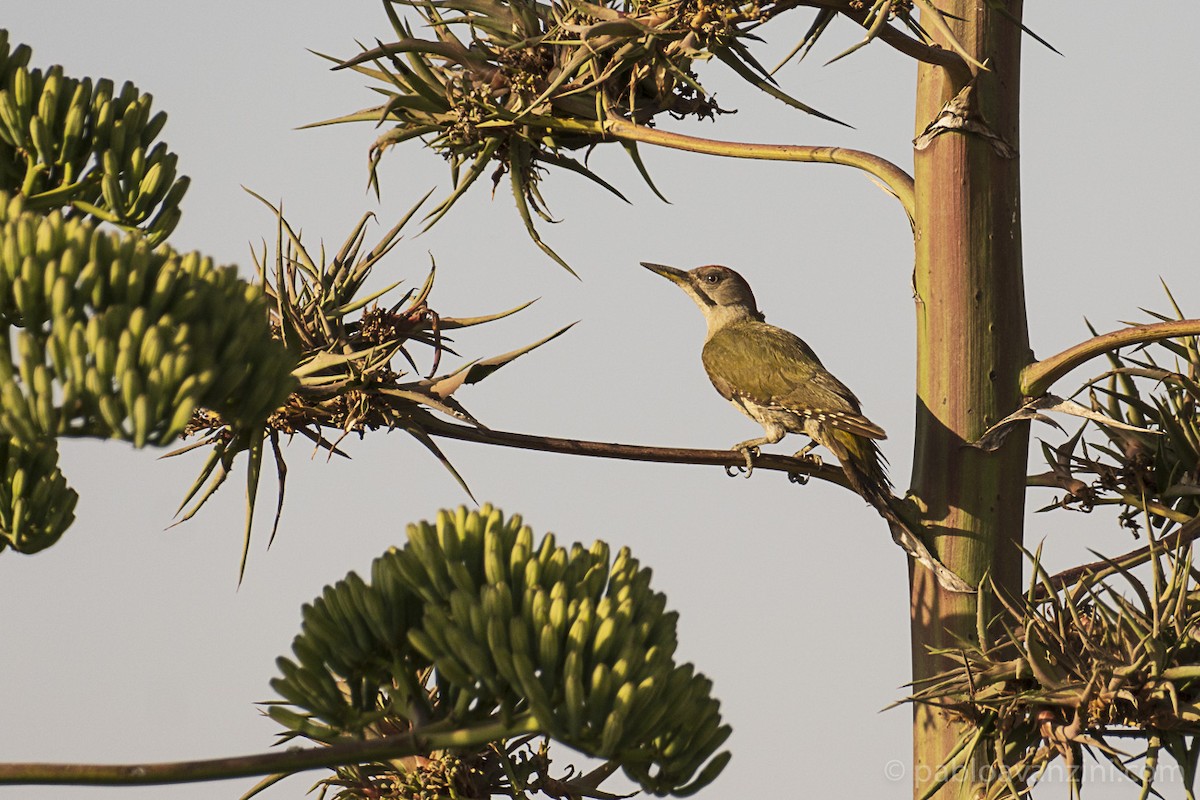 Iberian Green Woodpecker - Pablo Avanzini