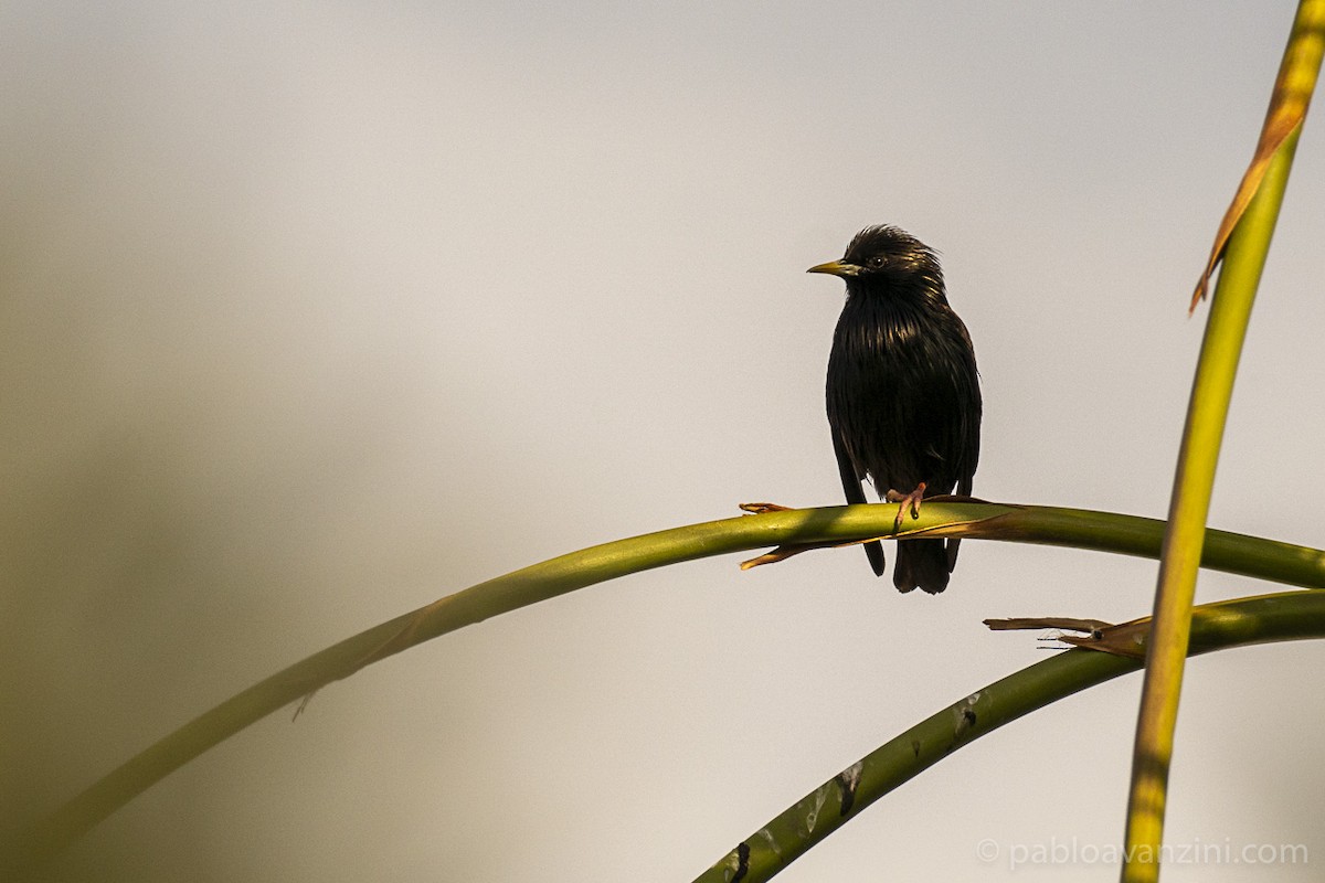Spotless Starling - ML343265721