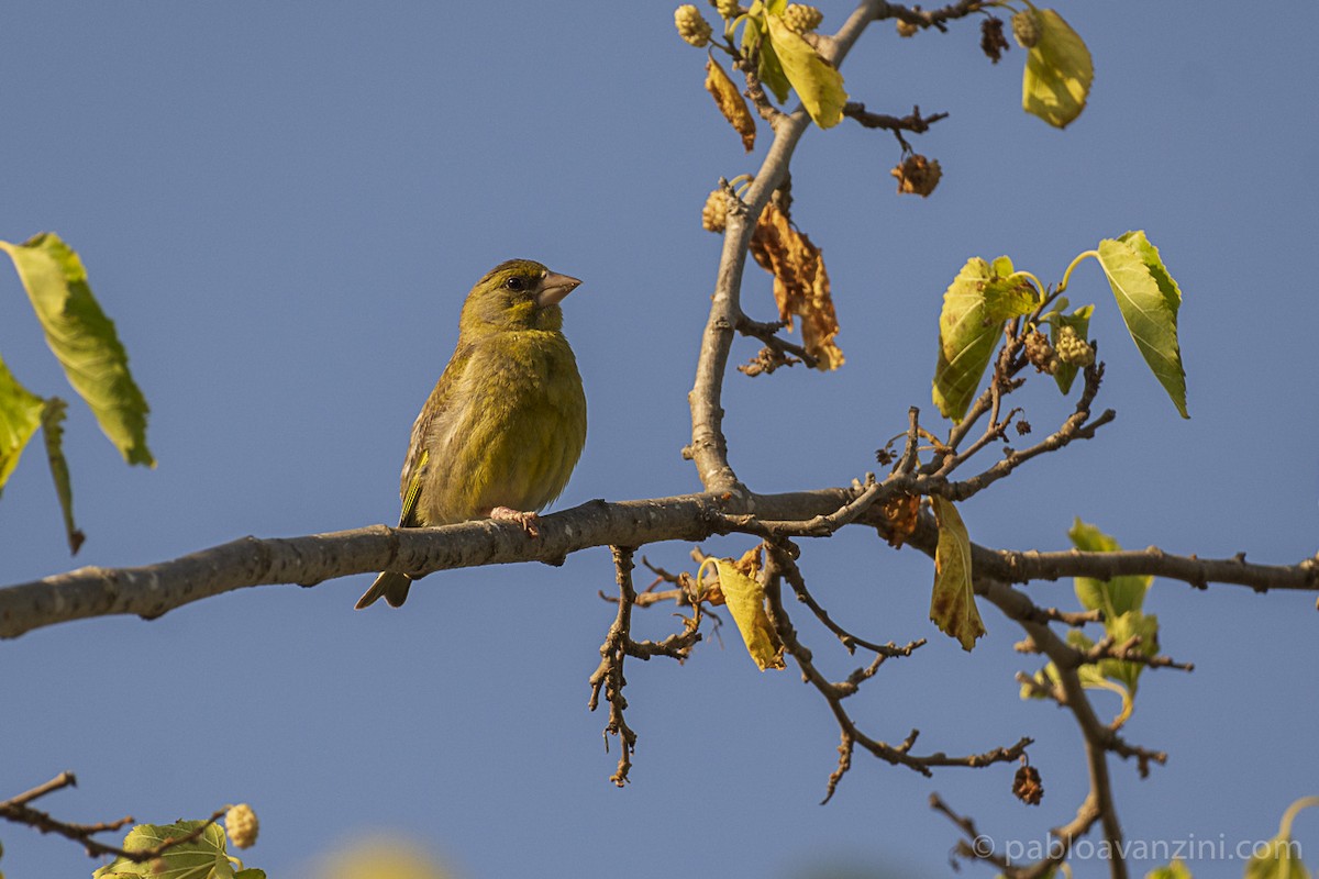 Эгэл ногоолдой - ML343265751