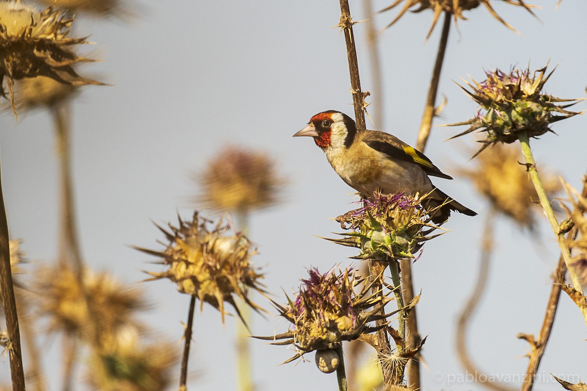 Бор бужирга - ML343265771