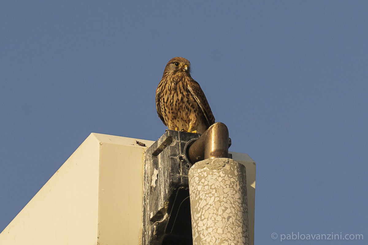 Начин шонхор - ML343265821