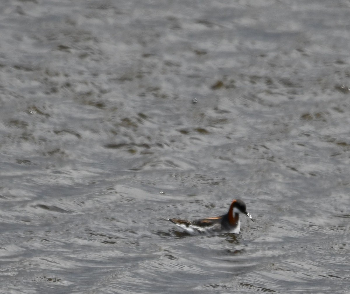 Red-necked Phalarope - ML343266831