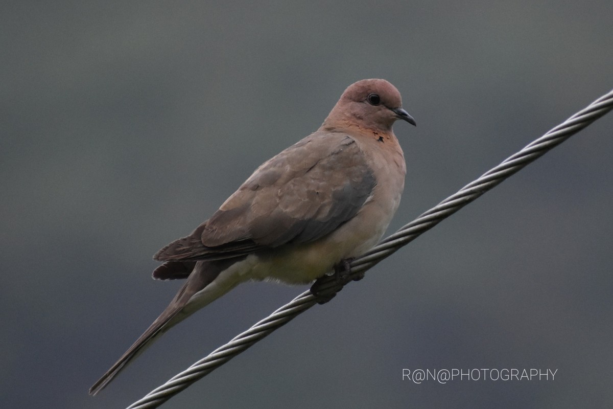 Laughing Dove - ML343267941