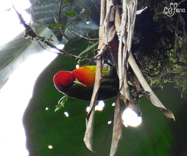 Red-headed Barbet - Diana Alfaro