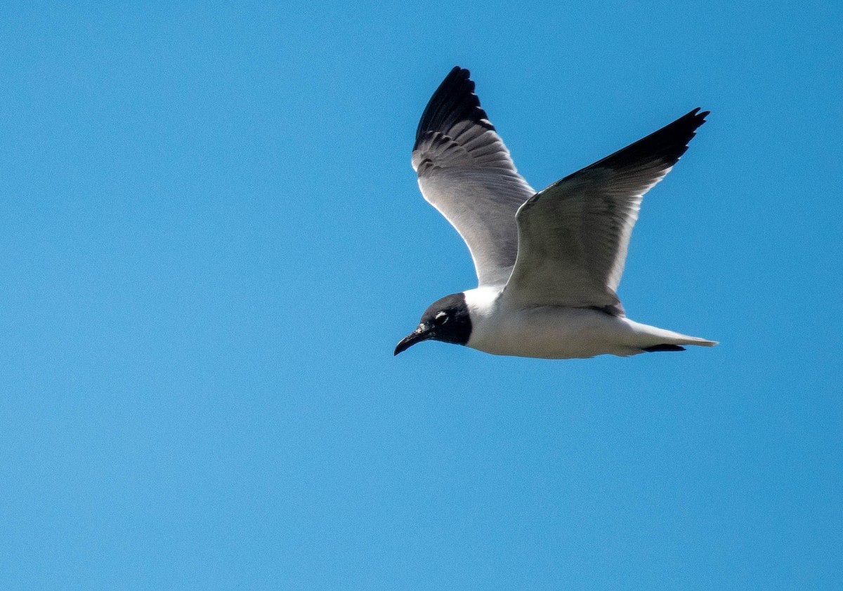 Laughing Gull - ML343269241