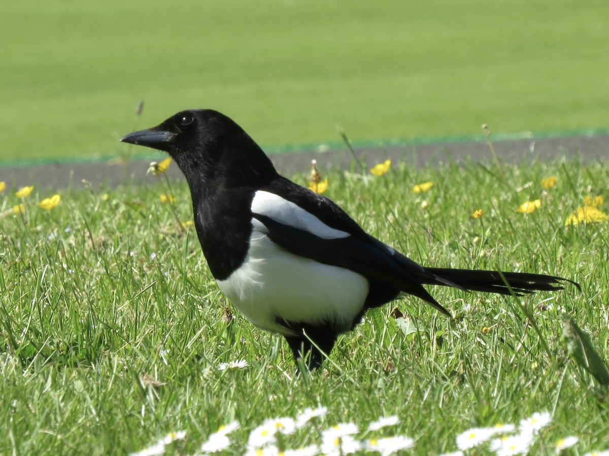 Eurasian Magpie - ML34327161