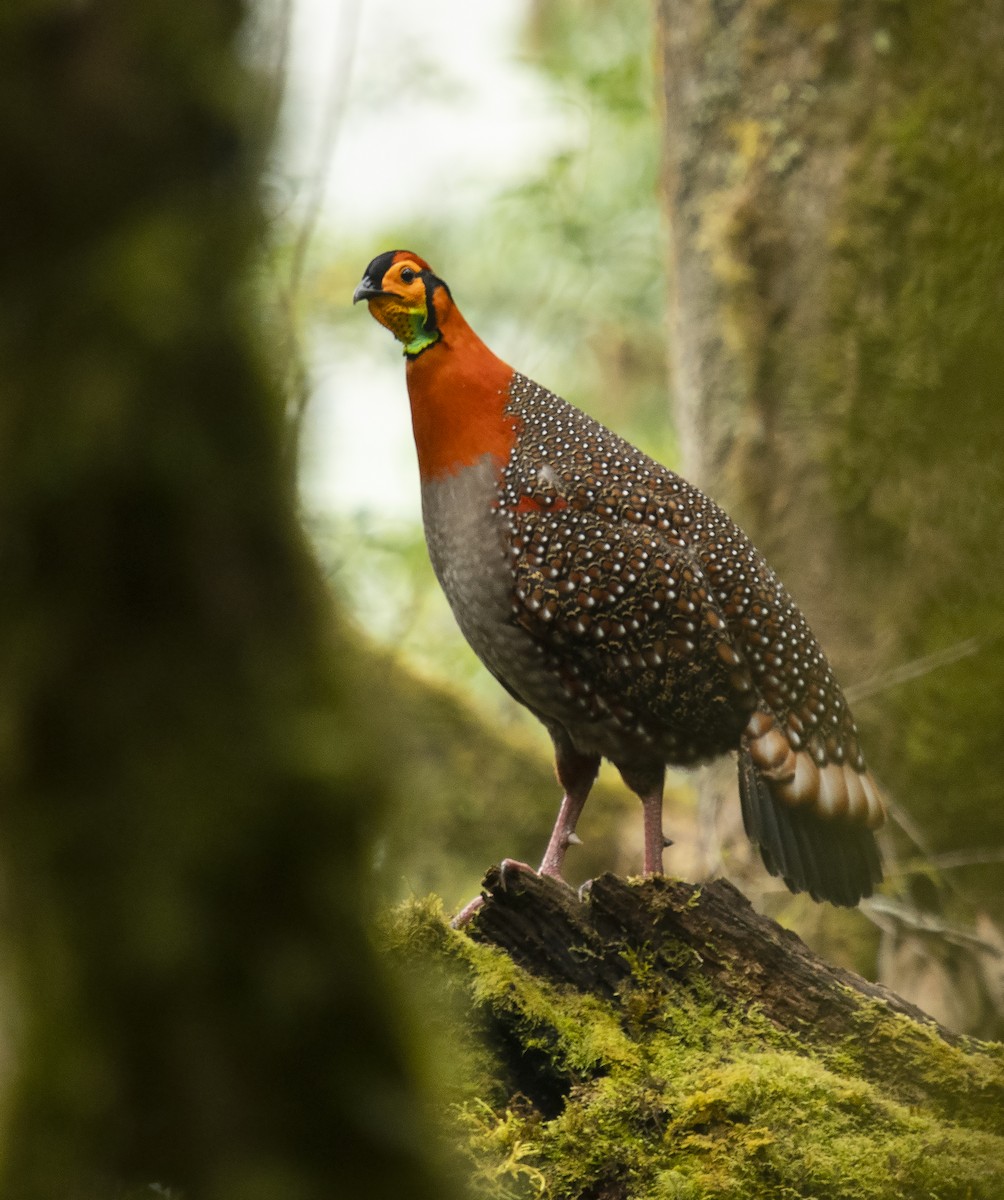 Blyth's Tragopan - Rofikul Islam