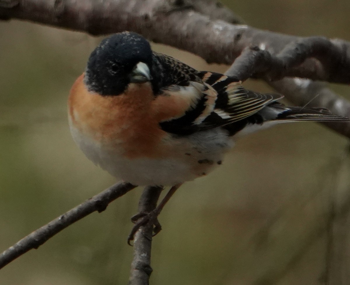 Brambling - ML343271741