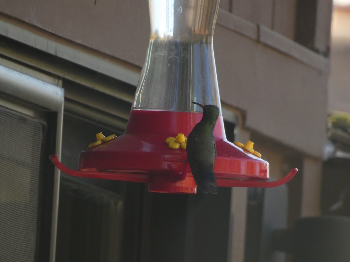 Broad-billed Hummingbird - Jasen Liu
