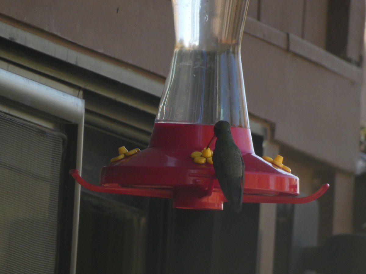 kolibřík širokozobý - ML343272831