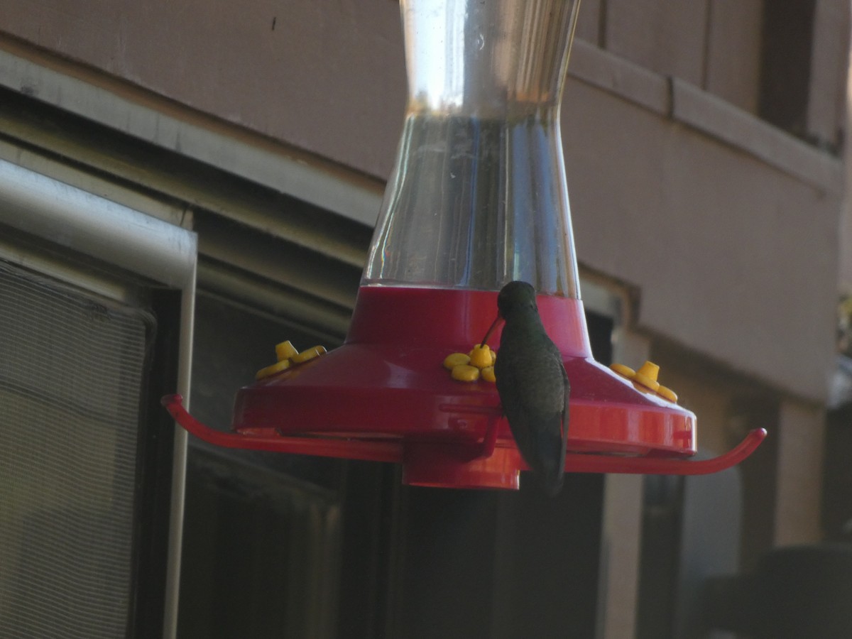 Broad-billed Hummingbird - ML343272831