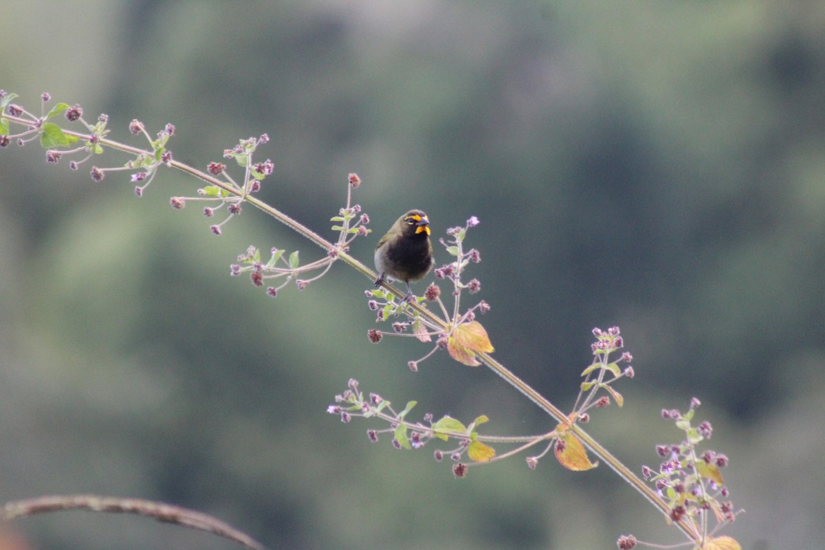 Yellow-faced Grassquit - Alejandro Jaramillo Urán