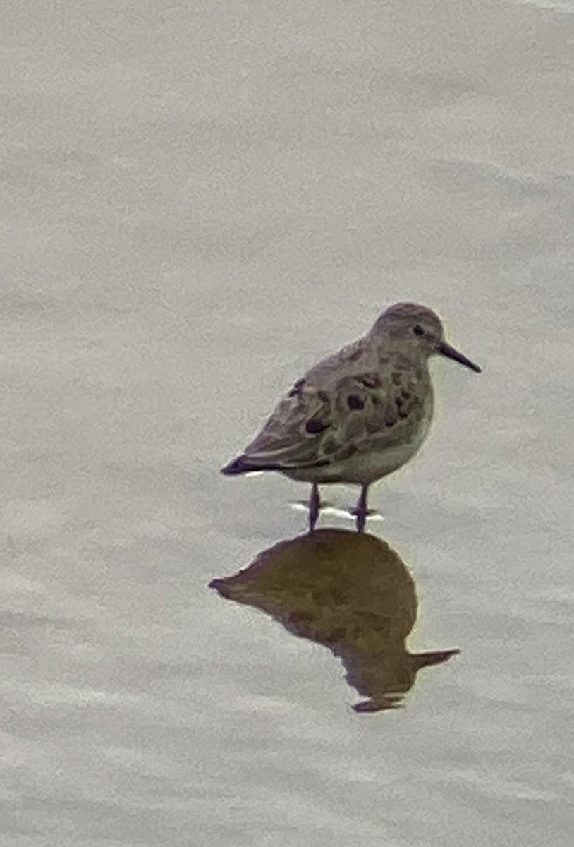 Temminck's Stint - ML343275871