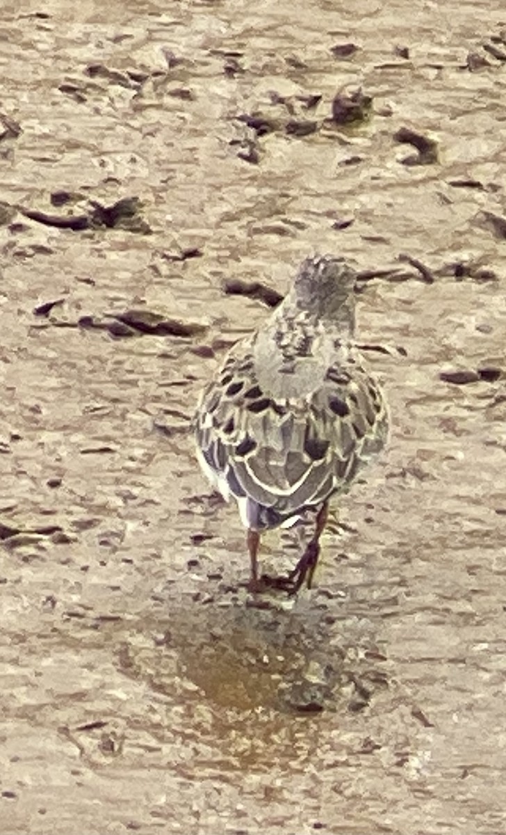 Temminck's Stint - ML343275911