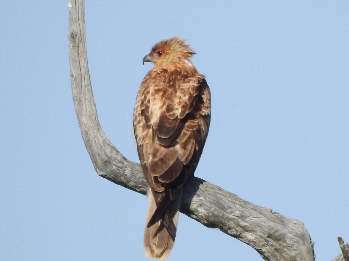 Whistling Kite - ML343276341