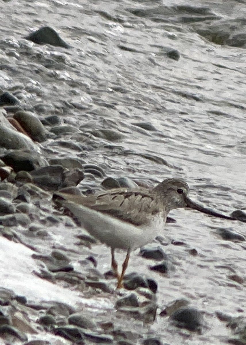 Terek Sandpiper - ML343276491