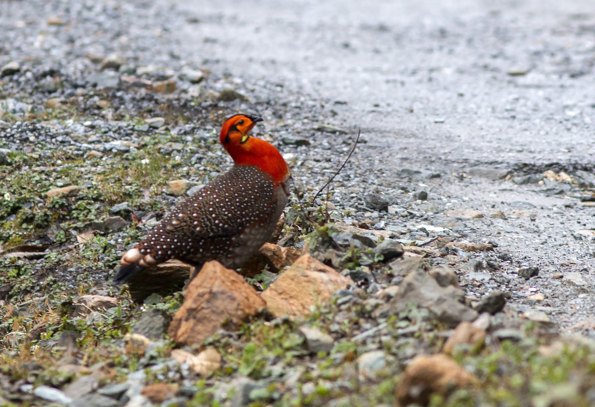 Blyth's Tragopan - ML343277291