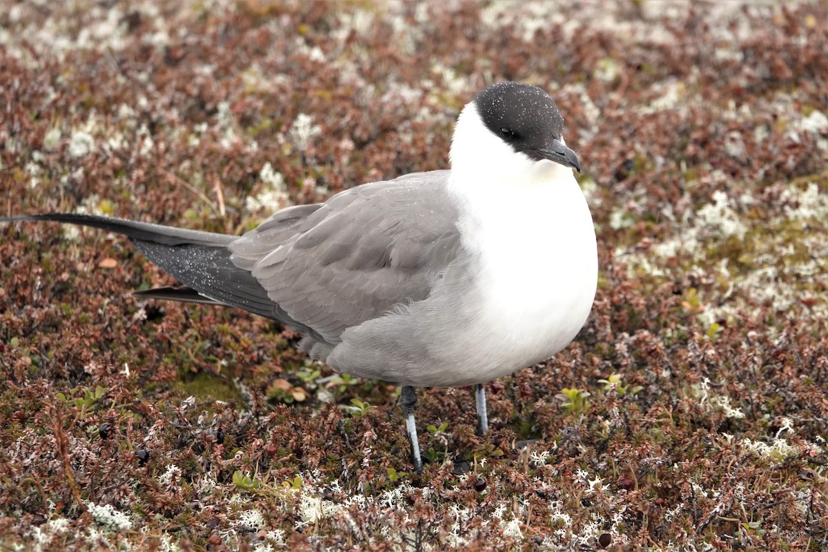 Long-tailed Jaeger - Rich Wilkens
