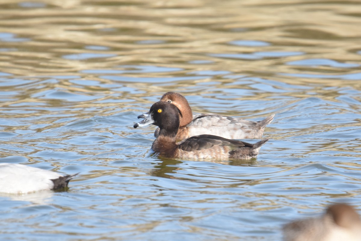 Tufted Duck - Giambi (鈞弼) Chang (張)