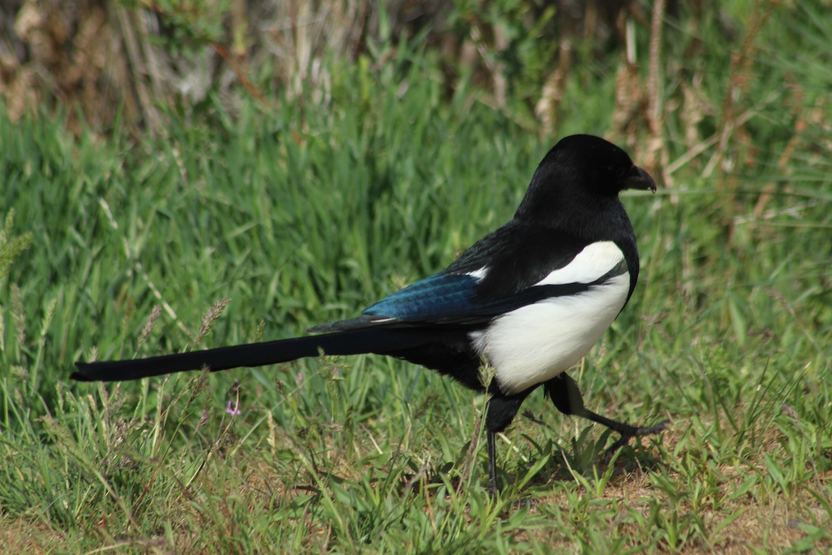 Black-billed Magpie - ML343280401