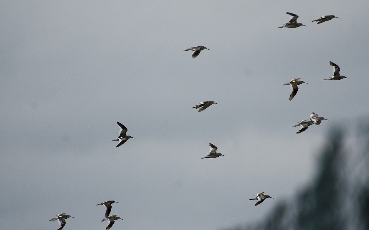 Common Redshank - ML343282151