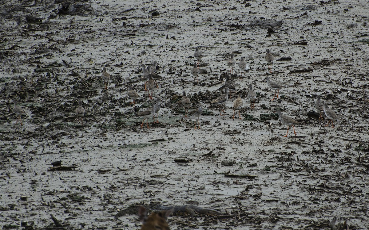 Common Redshank - ML343282161