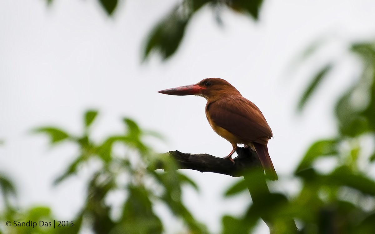 Ruddy Kingfisher - ML343282441