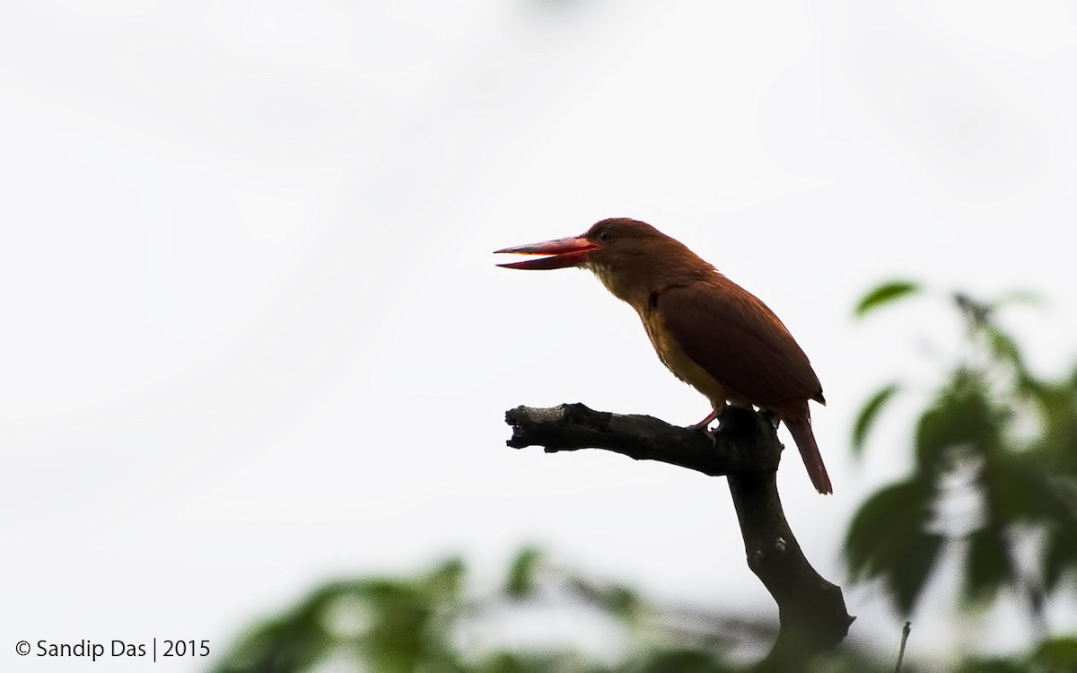 Ruddy Kingfisher - ML343282451