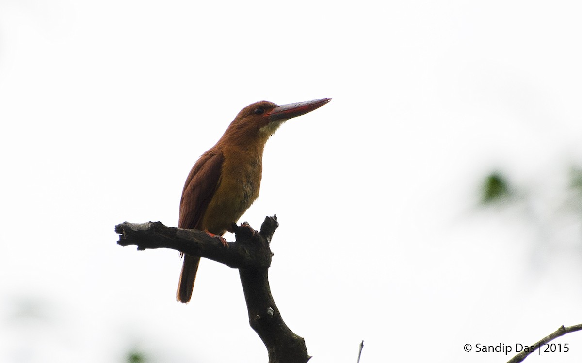 Ruddy Kingfisher - ML343282461