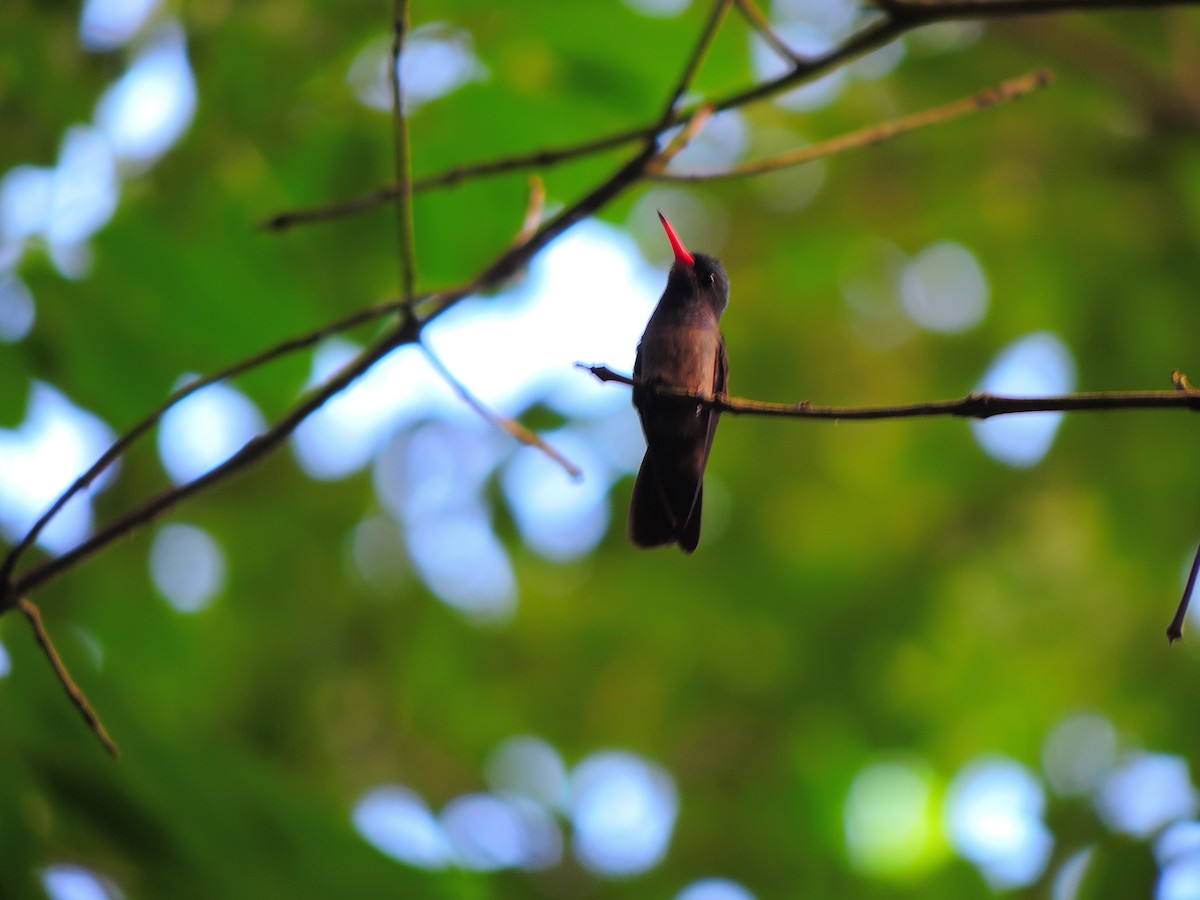 kolibřík zlatoocasý - ML34328261