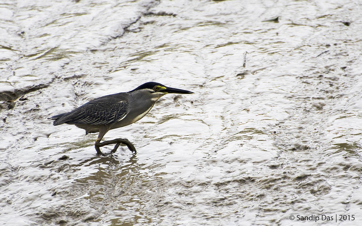 Striated Heron - ML343282941