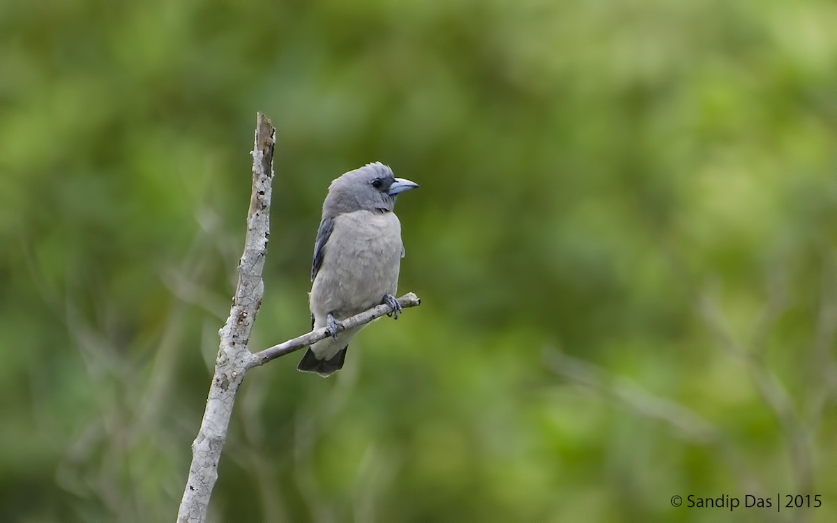 Ashy Woodswallow - ML343283101