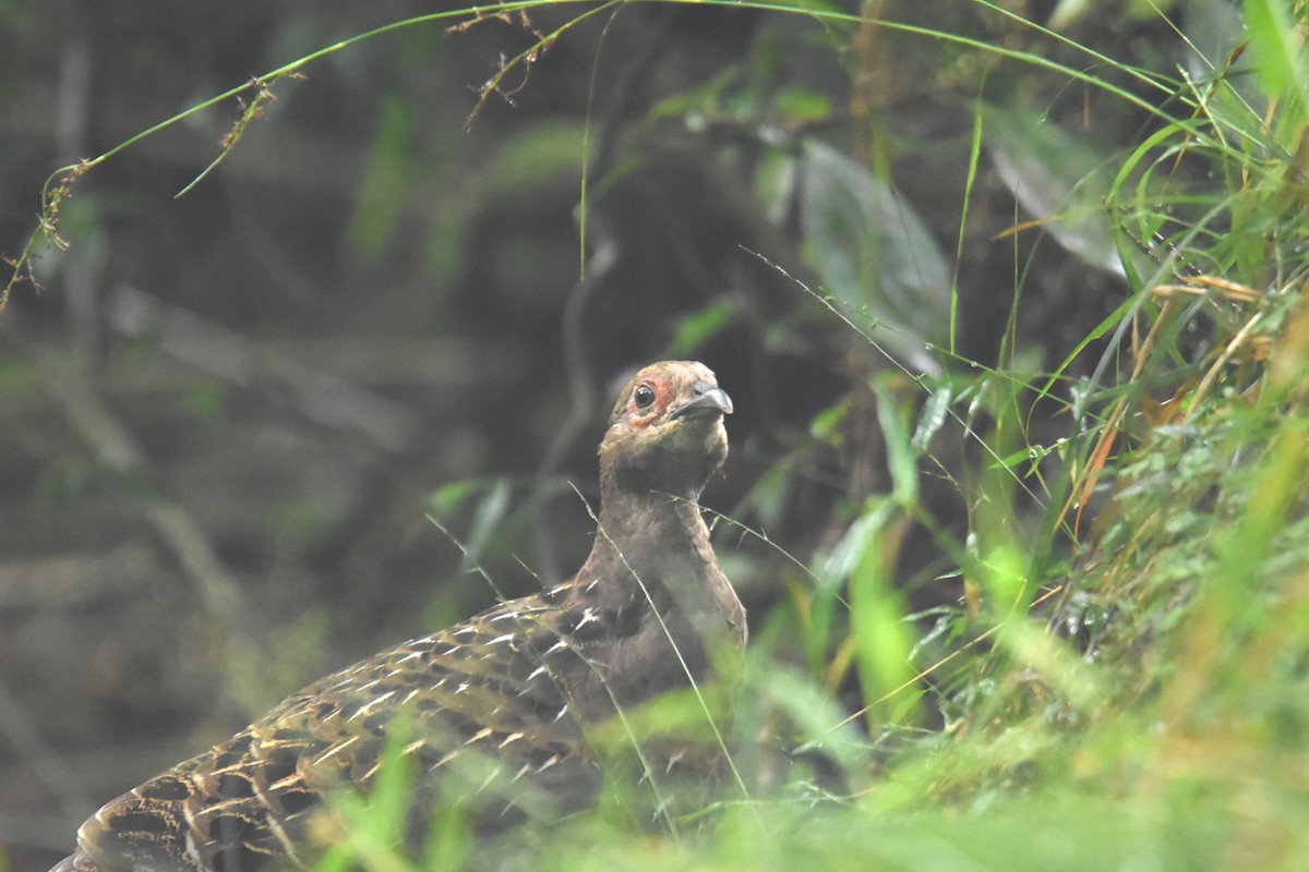 Mikado Pheasant - ML343285121