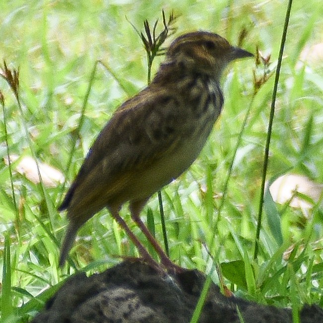 Indochinese Bushlark - ML343285131