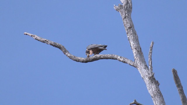 Alcotán Australiano - ML343286501