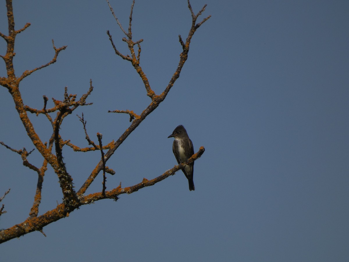 Olive-sided Flycatcher - ML343287491