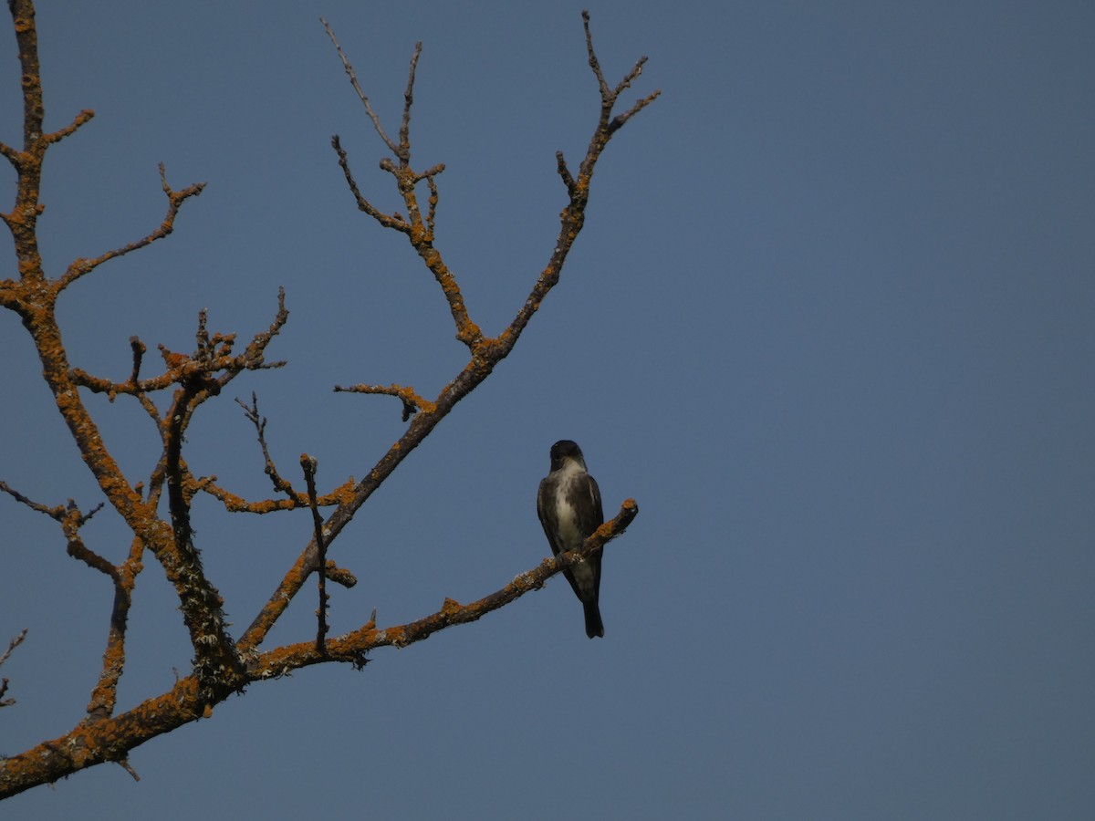 Olive-sided Flycatcher - ML343287501