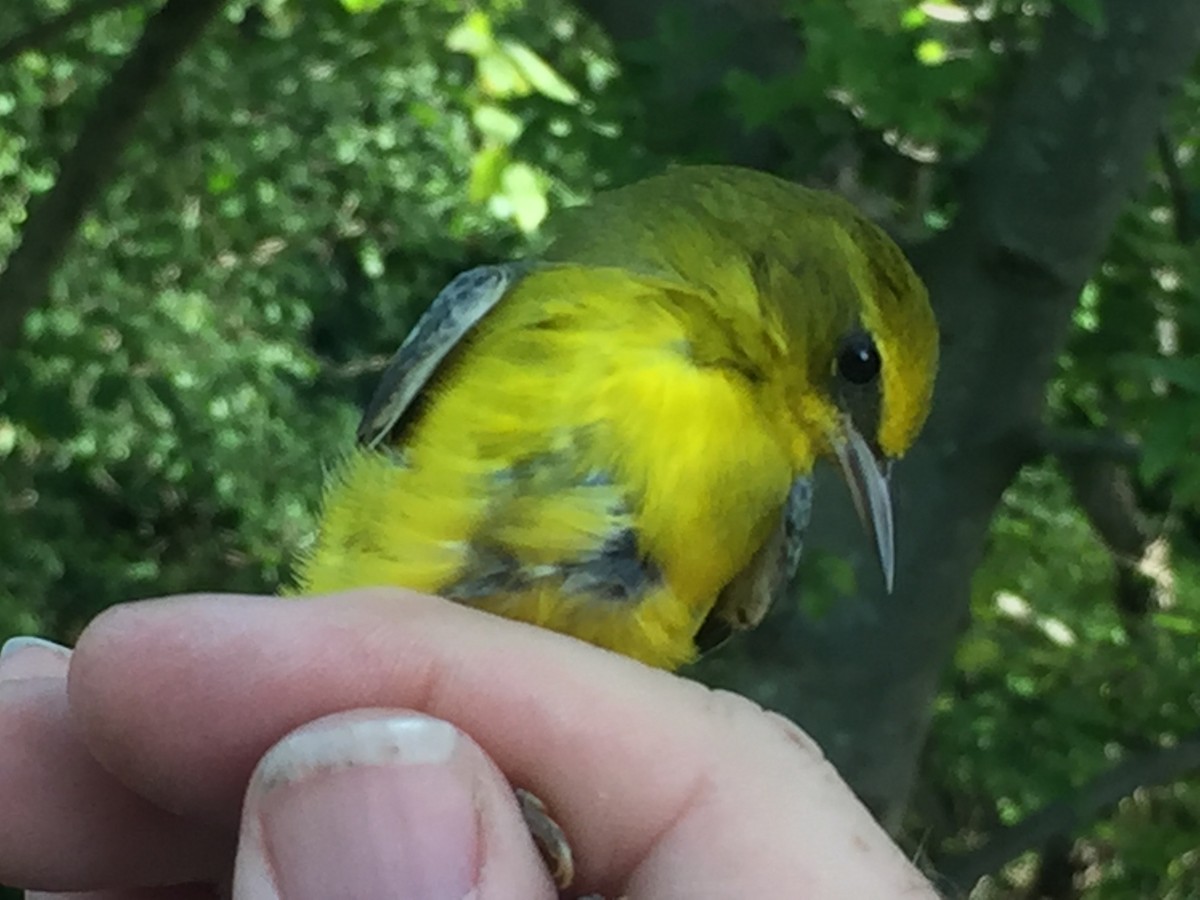 Golden-winged x Blue-winged Warbler (hybrid) - Lisa Ann Fanning