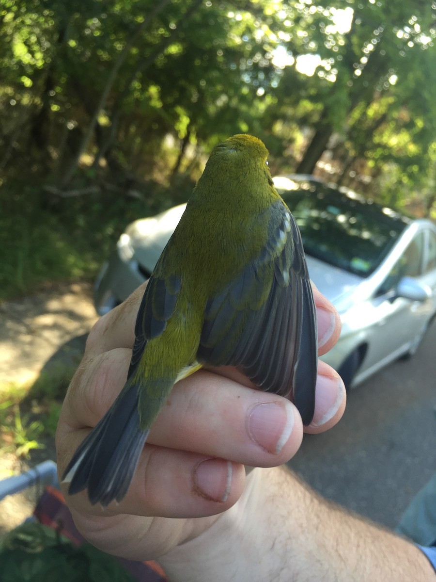 Golden-winged x Blue-winged Warbler (hybrid) - Lisa Ann Fanning